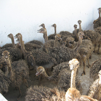 OSTRICHES CHICKS AND EGGS  FOR SALE 